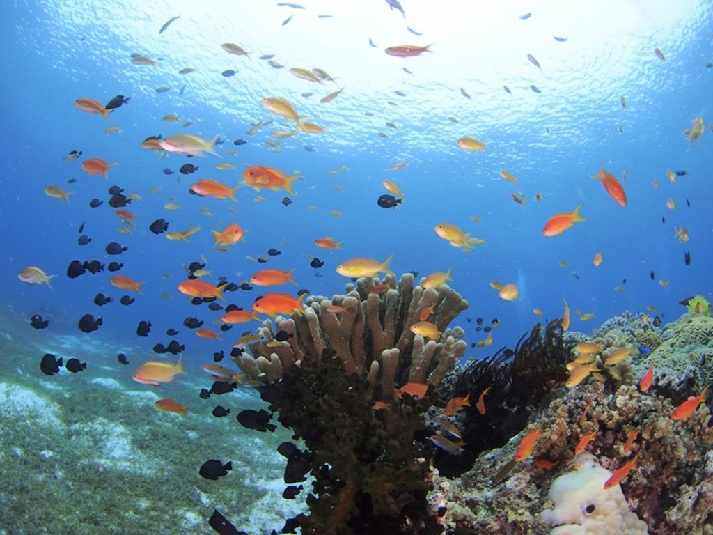 Oceanica Resort Panglao, Bohol Ngoại thất bức ảnh Coral reef