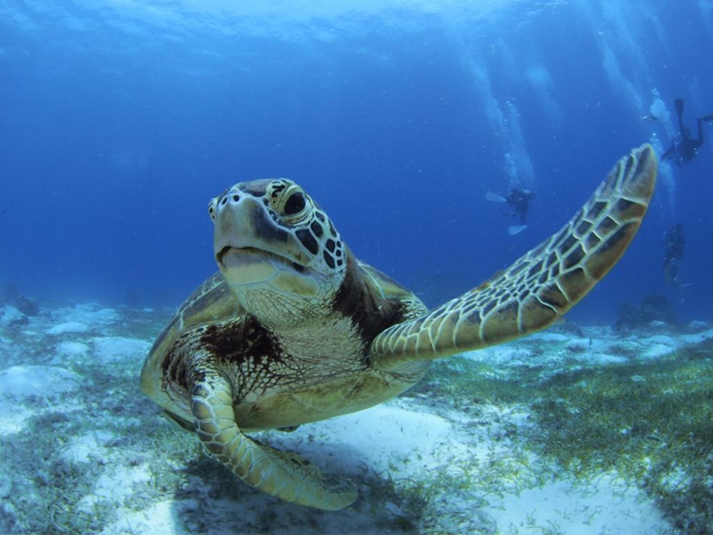 Oceanica Resort Panglao, Bohol Ngoại thất bức ảnh Green sea turtle